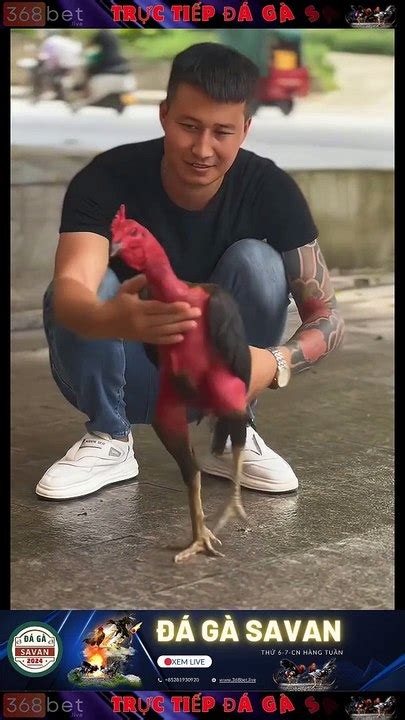 gà chọi c1 đắk puer|Tổng hợp xem đá gà trực tiếp livestream các trường gà.
